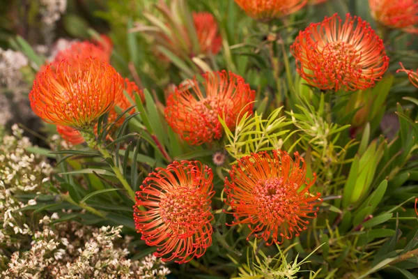Flores de Protea — Foto de Stock