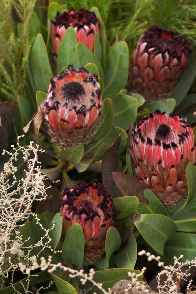 Protea kwiaty — Zdjęcie stockowe