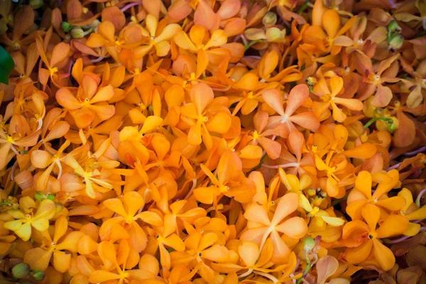 Flowers background — Stock Photo, Image