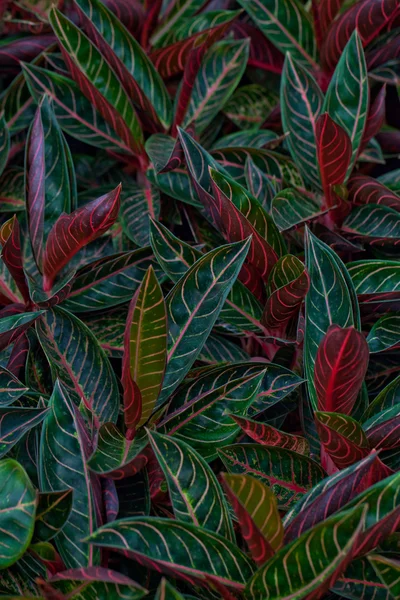 장식 나뭇잎 — 스톡 사진