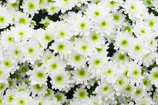 Белая хризантема — стоковое фото