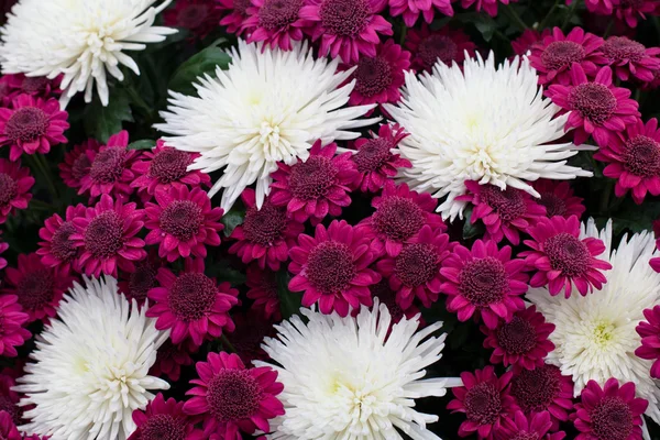 紫色和白色的菊花 — 图库照片