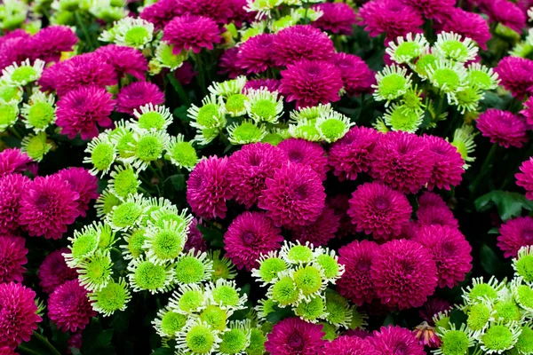 Lila und grüne Chrysanthemen — Stockfoto