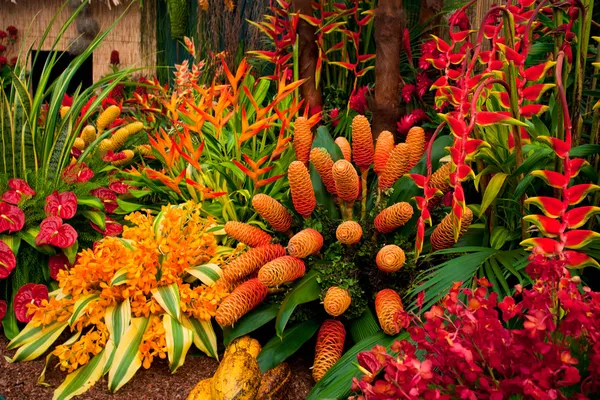 Exotic flowers — Stock Photo, Image