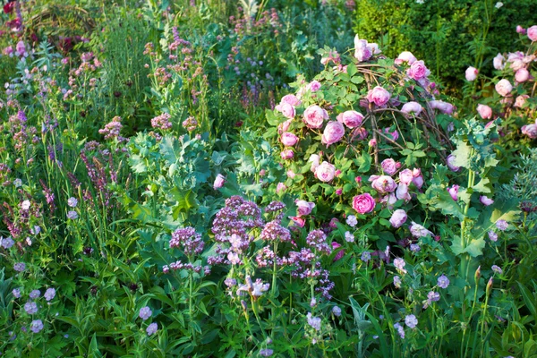 Kwiaty ogrodowe — Zdjęcie stockowe