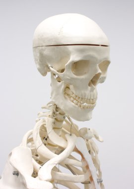 Human skeleton clipart