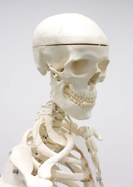 stock image Human skeleton