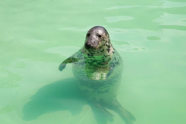 Seal in the pool Stock Picture