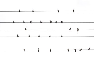 Birds on a wire isolated clipart