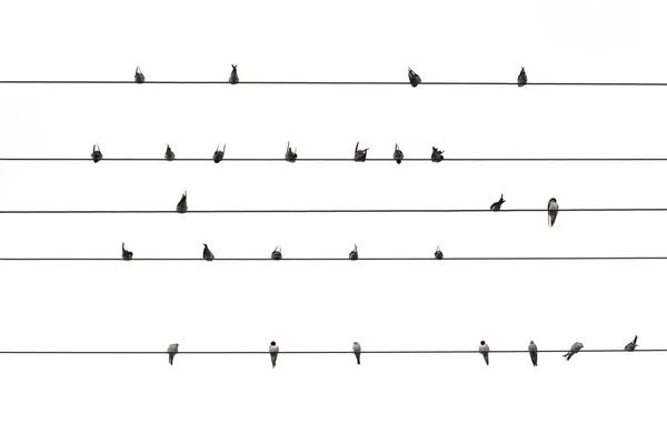 Birds on a wire isolated — Stock Photo, Image