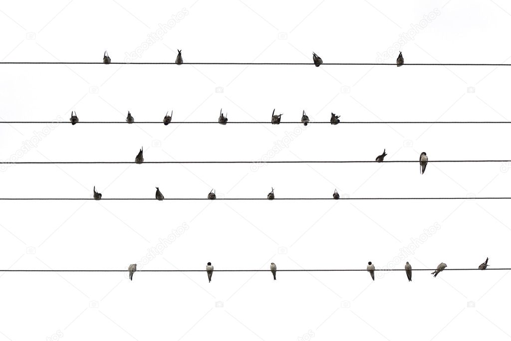 Birds on a wire isolated
