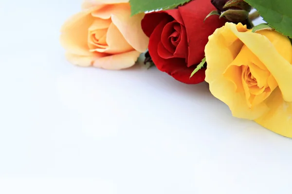 Composição de rosas — Fotografia de Stock