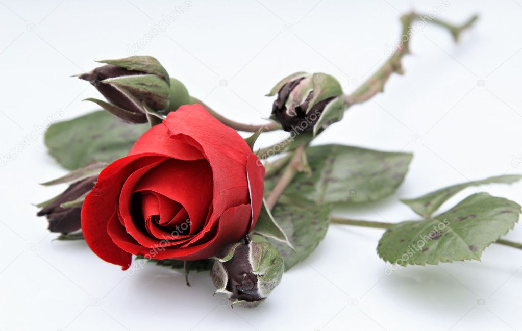 Single rose with four buds