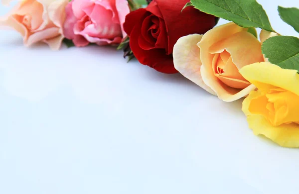 Róże ozdoba — Zdjęcie stockowe