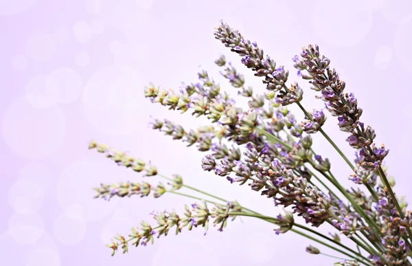 Lavender flowers bokeh — Stock Photo, Image