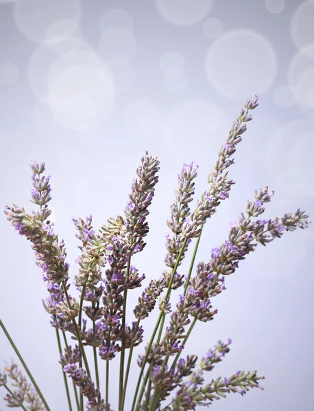 Lavender bunch bokeh — Stock Photo, Image