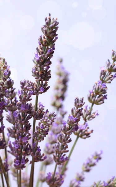 Lavender flower bunch — Stock Photo, Image