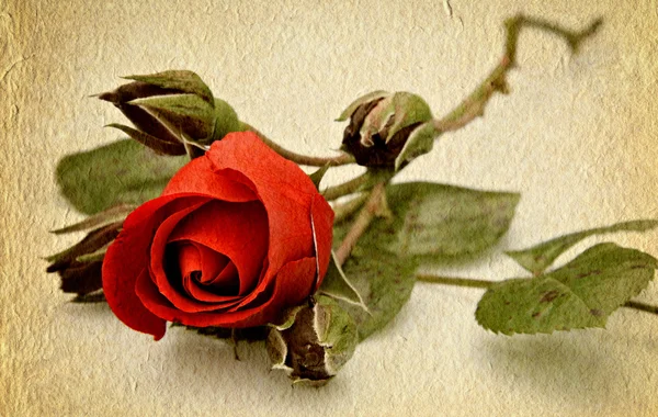 Červená růže starý papír textury — Stock fotografie