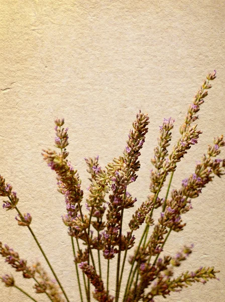 Flowers of lavender old paper — Stock Photo, Image