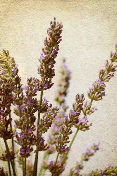 Lavender in old paper texture — Stock Photo, Image