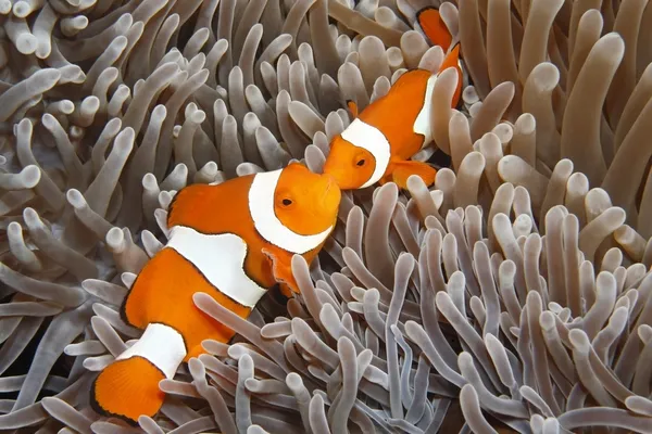 Dois anemonefish palhaço — Fotografia de Stock