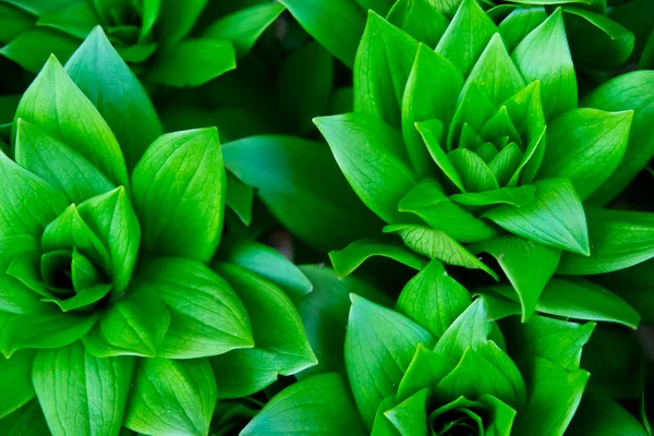 stock image Green plants