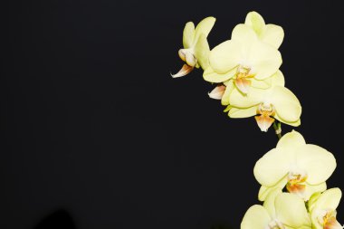 Blooming yellow orchid on a black background clipart