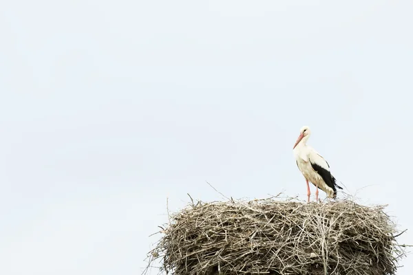 巣の中のコウノトリ — ストック写真