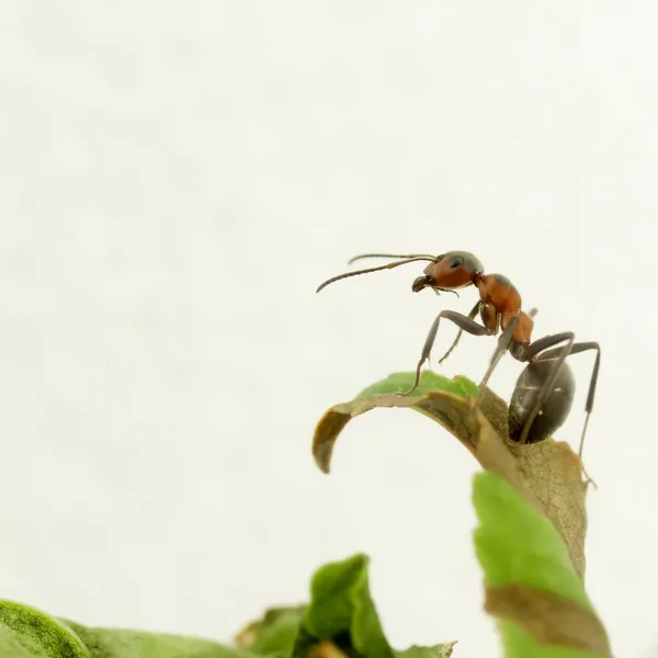 Karınca portresi — Stok fotoğraf
