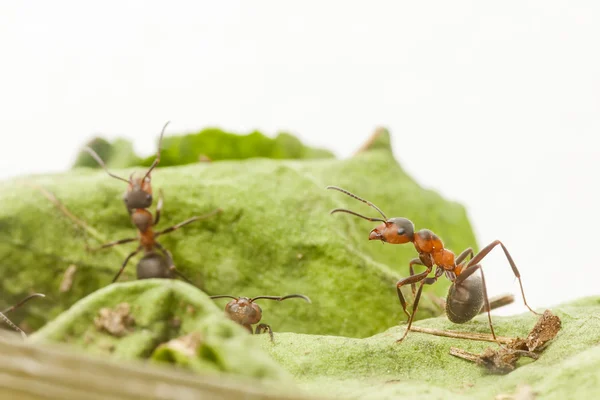Портрет муравья — стоковое фото