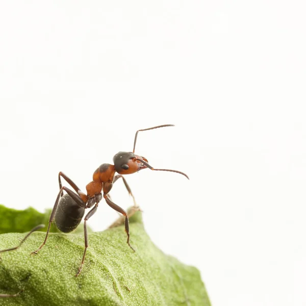 Portrait of ant — Stock Photo, Image