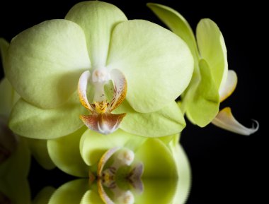 Blooming yellow orchid on a black background clipart