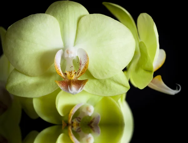 stock image Blooming yellow orchid on a black background