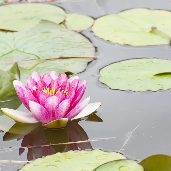 stock image Water lilly flower background