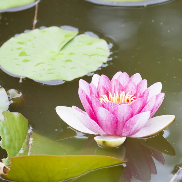 stock image Water lilly flower background