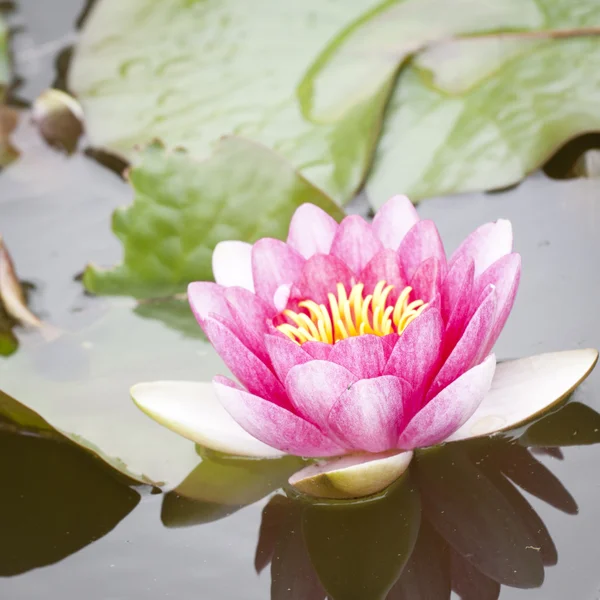 stock image Water lilly flower background