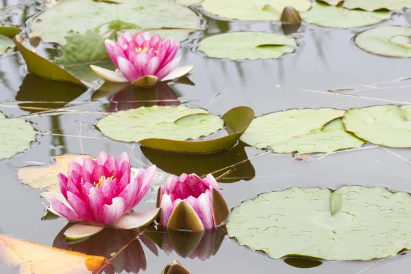 stock image Water lilly flower background