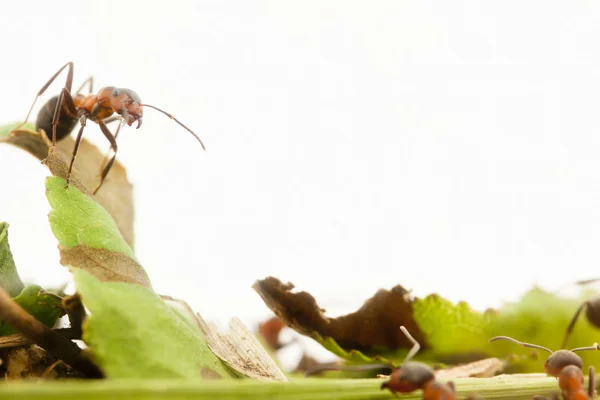 Портрет муравья — стоковое фото