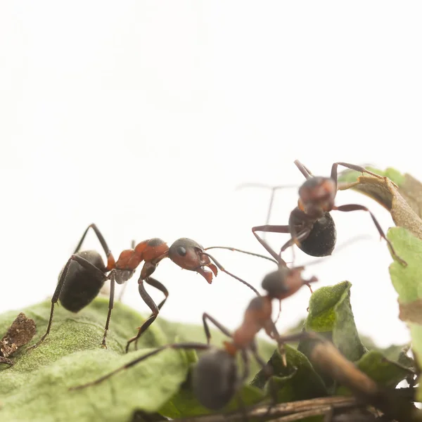蚂蚁的肖像 — 图库照片