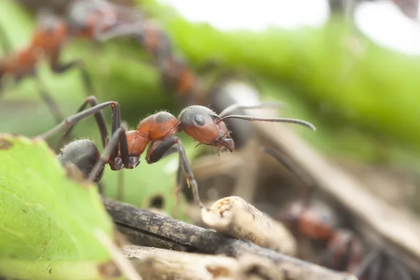 Portræt af myre - Stock-foto