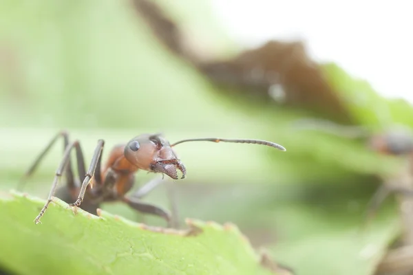 Portrait of ant — Stock Photo, Image