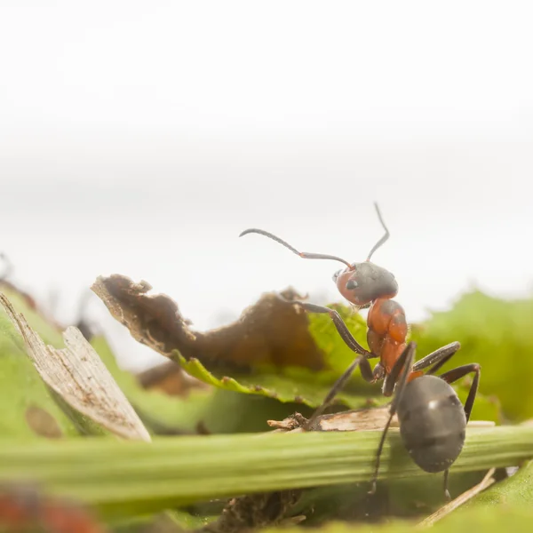 Karınca portresi — Stok fotoğraf