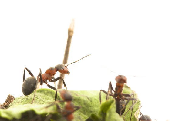 Portræt af myre - Stock-foto