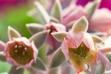 sempervivum çiçek closeup