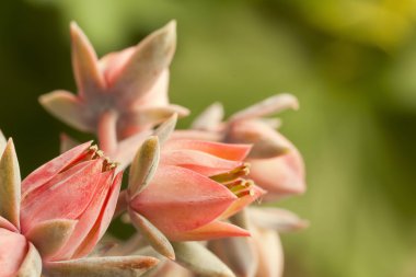 sempervivum çiçek closeup