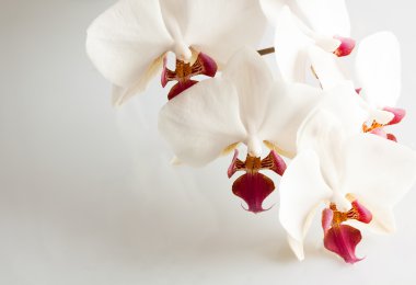 White orchid on white clipart