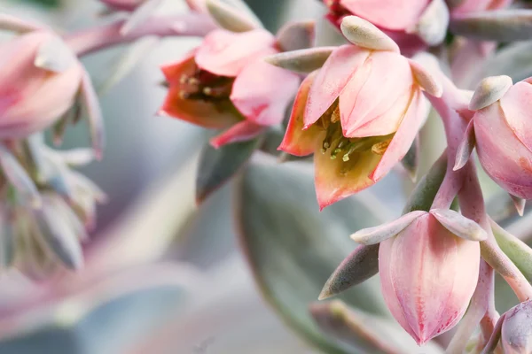 stock image Closeup of Sempervivum flower