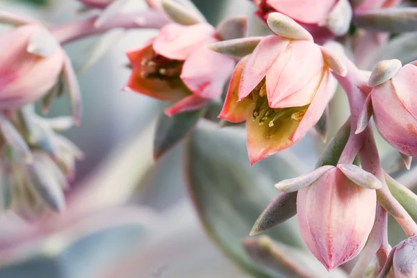 Sempervivum çiçek closeup Telifsiz Stok Imajlar