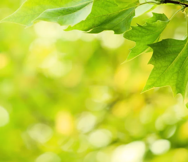 Krásné zelené listy a jasné slunce — Stock fotografie