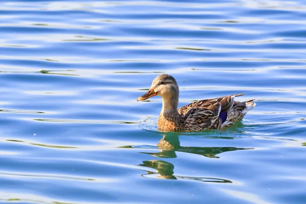 stock image Mallard duck on the lake